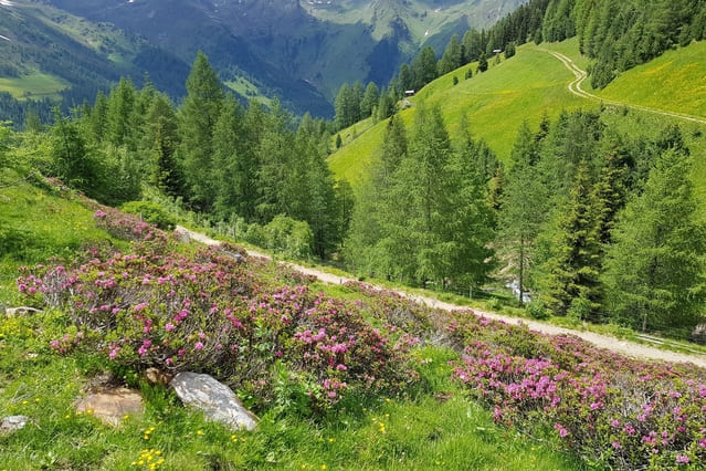 Herz-ASS Wanderung am Dienstag - Almrosenblüte