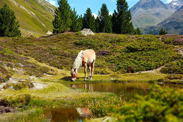 Naturlandschaft in Innervillgraten